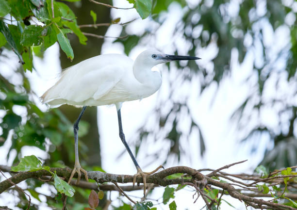 istock The white stork is hunting in the jungle 840803398