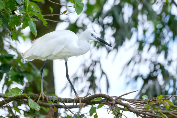 istock The white stork is hunting in the jungle 840803400