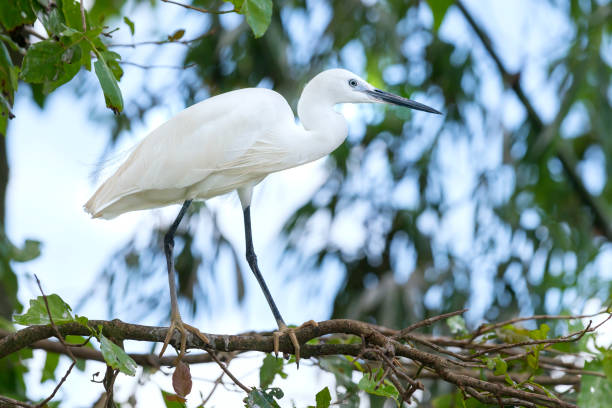 istock The white stork is hunting in the jungle 840803440
