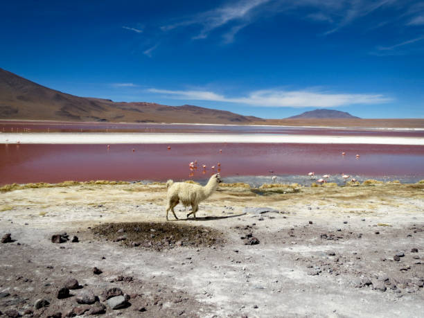 istock Laguna Colorada, Altiplano, Bolivia 840803768