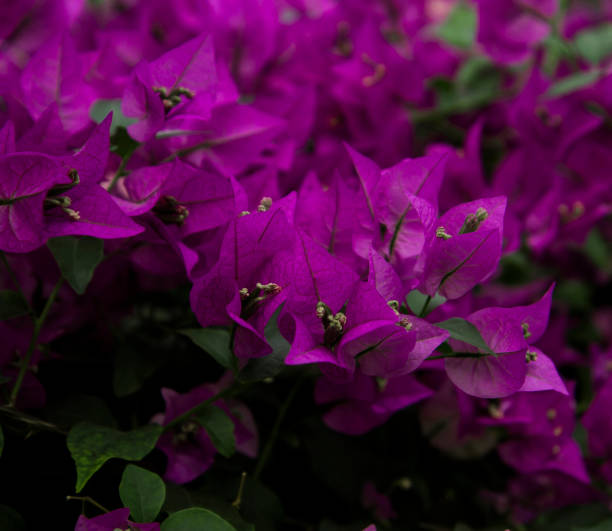 Bougainvillea. Flowers in the garden. stock photo