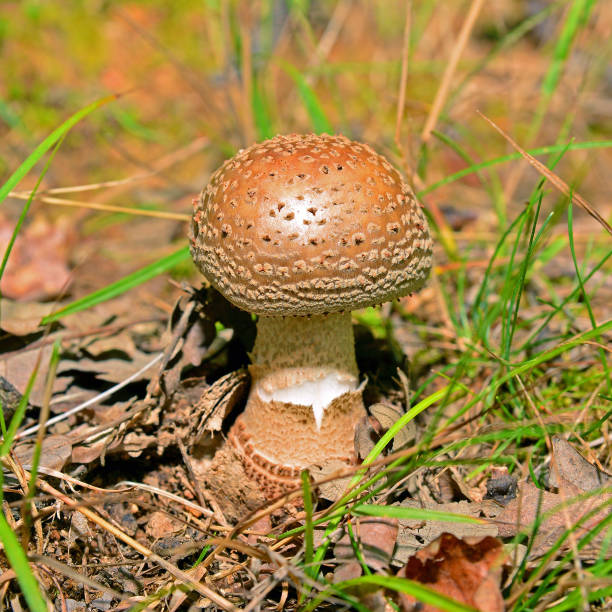 istock amanita rubescens mushroom 840807098