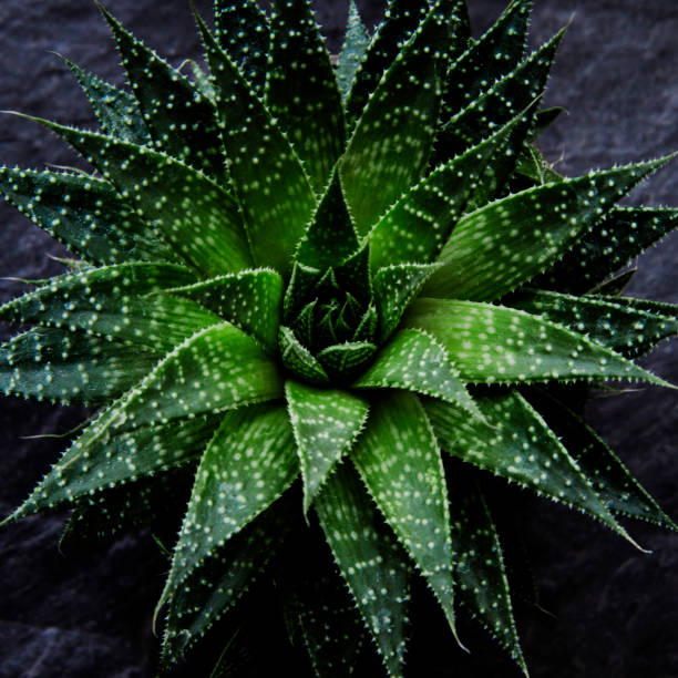 Succulent plant stock photo
