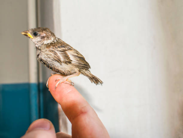 istock Young bird Sparrow in male hands 840813276