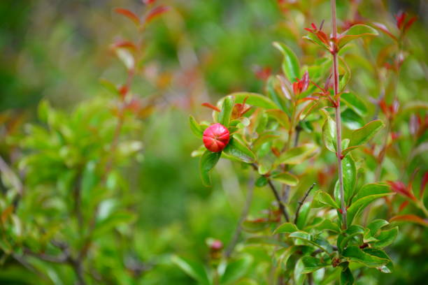 Flower, pomegranate, Spain, red, green