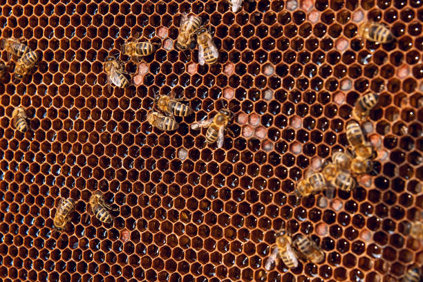 istock Working bees on the honeycomb with sweet honey. 840819050