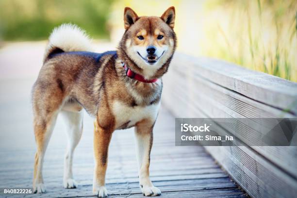 A Woman Photographs The Shiba Inu Stock Photo - Download Image Now - Shiba Inu, Adult, Adults Only