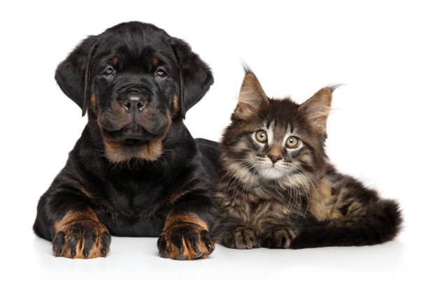 istock Puppy and kitten lying together 840824848