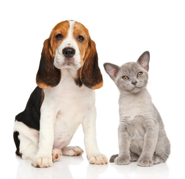 istock Puppy and kitten together 840825030
