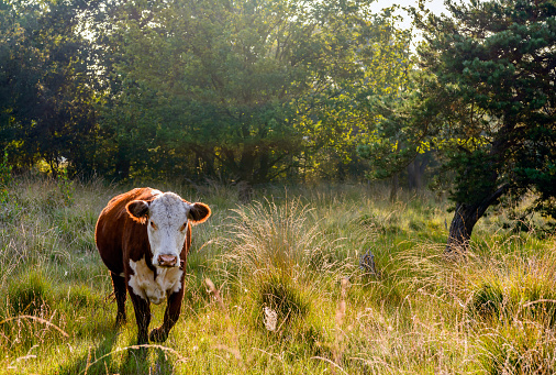 Backlit image of a Herford cow walking in a Dutch nature reserve early in the morning of a sunny day in the summer season. The grass is still wet from dew droplets.