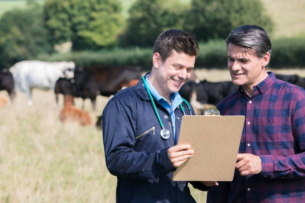 Farmer And Vet In Field With Cattle Looking At Clipboard Farmer And Vet In Field With Cattle Looking At Clipboard english spoken stock pictures, royalty-free photos & images