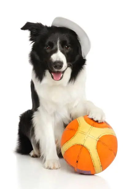 Border Collie with a basketball ball on a white background