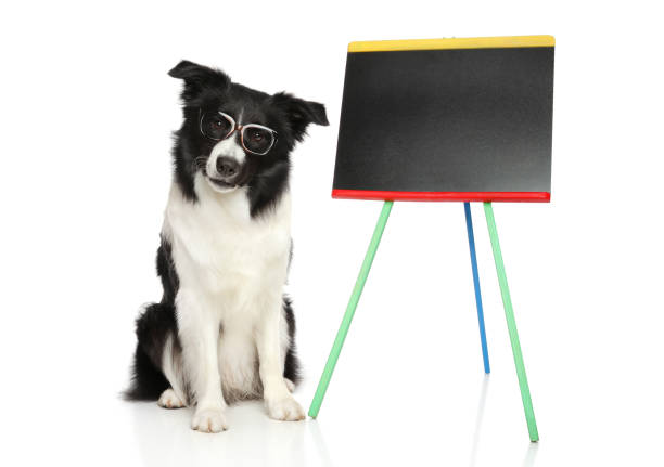 Border Collie in glasses Border Collie as teacher in glasses on a white background near empty school board. border collie drawing stock pictures, royalty-free photos & images