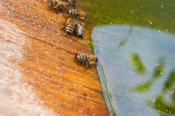 istock Bees drinking water at the summer. 840827402