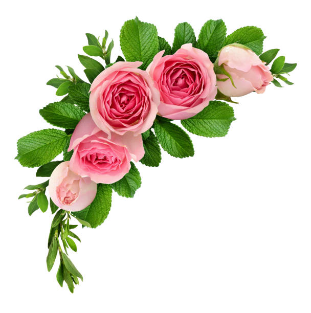 istock Pink rose flowers arrangement 840827696