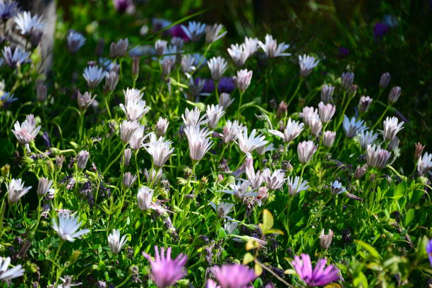 istock Magaritan flowering in Spain 840827760