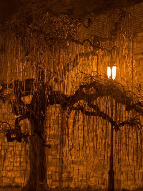 Willow tree illuminated at night by a lantern at Kalemegdan park in Belgrade, Serbia