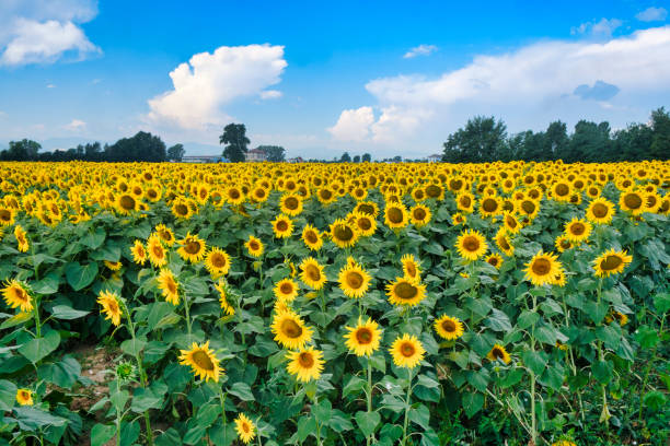 istock Country landscape near Castell'Arquato 840830014