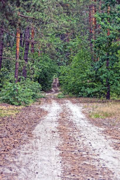 istock Forest road in cones among pine trees 840830238