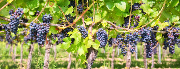 istock Close up on red black grapes in a vineyard, panoramic background, grape harvest concept 840830354