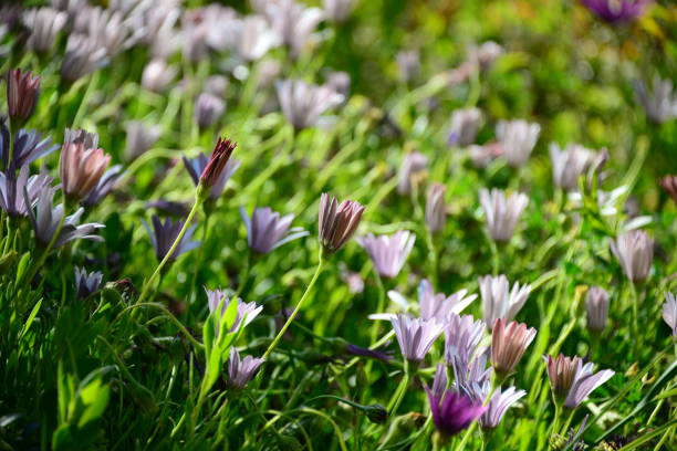 istock Magaritan flowering in Spain 840830516