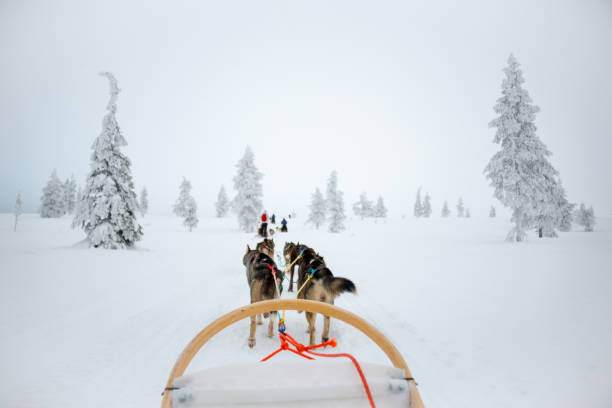 istock Husky dog sledding in Lapland, Finland 840831000