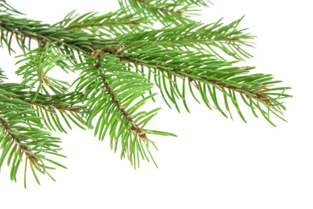 istock Christmas tree branch isolated on white background 840831502