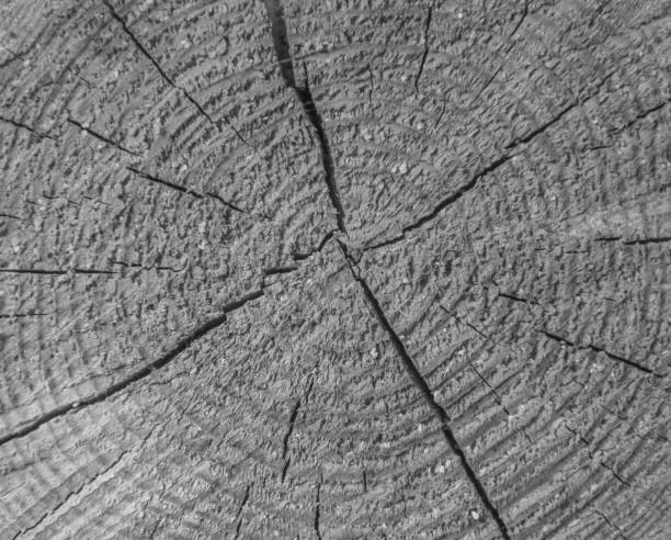 istock black and white wood texture with cracks background 840834810