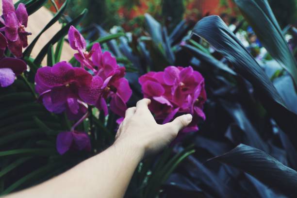 East Asian Ethnicity, Hand, Human Hand, Lawn, Singapore