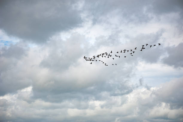 A Greylag Geese flying near the lagoon at Snettisham nature reserve, Norfolk, England, UK.