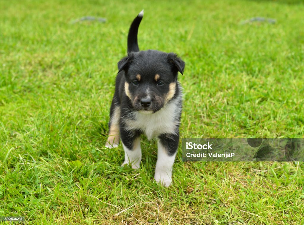 Shuraba marionet Uitgang Lapland Reindeer Dog Reindeer Herder Lapinporokoira Monthold Puppy On Walk  Cognition Of New World Around Stock Photo - Download Image Now - iStock