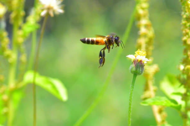 istock a Bee flying to the beautiful flower 840838442