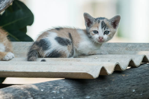 istock Cute shorthair cat kitten 840841978