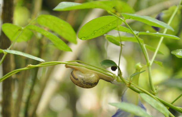 istock snail climbing slowly on ivy branch 840846426