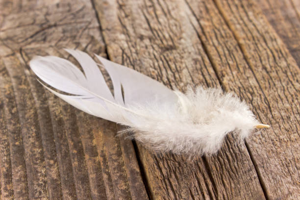 istock White feather on old wooden background 840850156