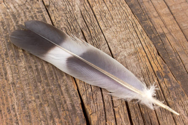istock Feather on old wooden background 840850254