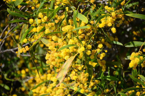 istock Yellow mimosa in Spain 840850592