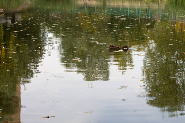 Duck swims along the lake