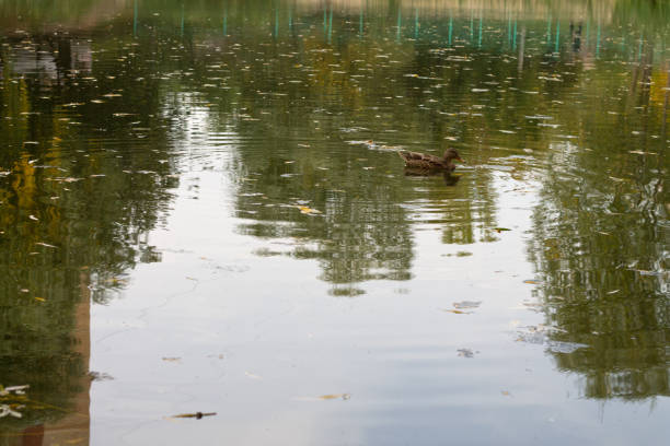 Duck swims along the lake