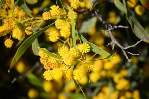 istock Yellow mimosa in Spain 840854586