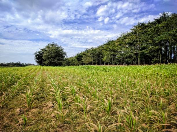 istock view of central cambodian countryside 840861486