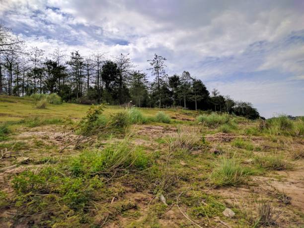 istock view of central cambodian countryside 840861538