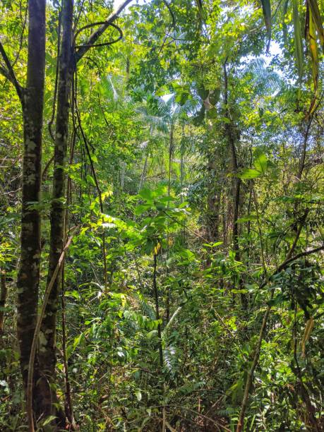 istock view of central cambodian countryside 840862536