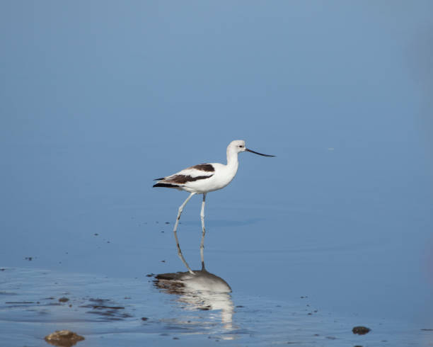 american avocet shorebird żeruje na żywność na krajobraz strefy pływowej - zoo audubon zdjęcia i obrazy z banku zdjęć