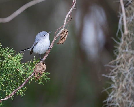 A single tiny Blue-gray Gnatcatcher bird singing in a woodland landscape