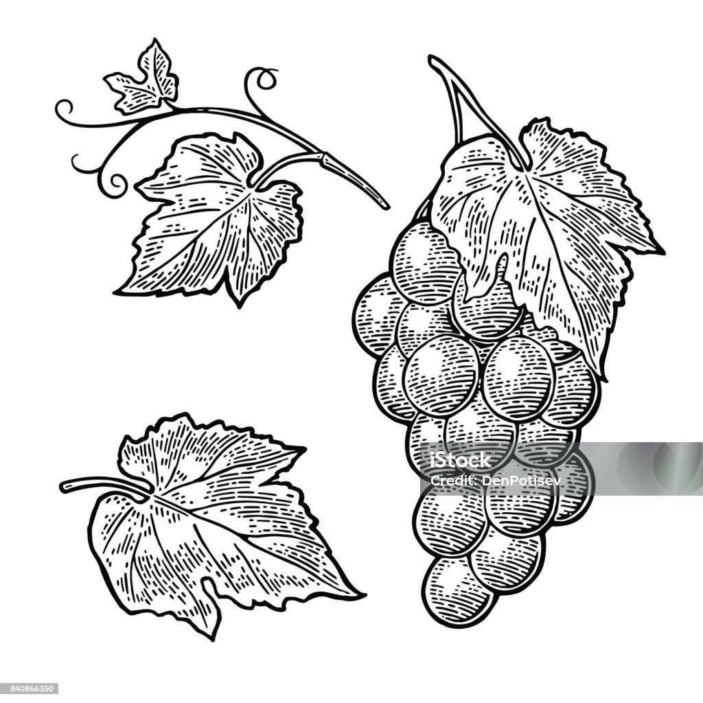 Grappe de raisin avec feuilles et baies. Vecteur de gravure Vintage - clipart vectoriel de Raisin libre de droits