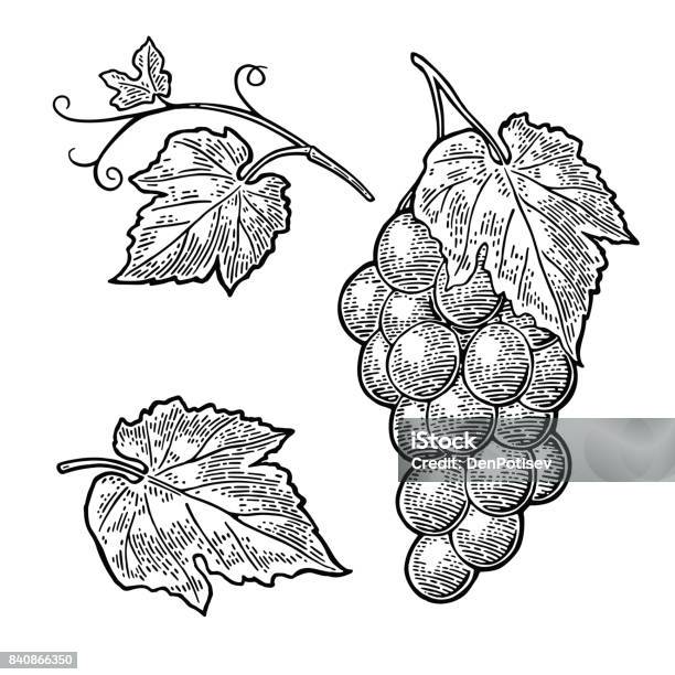Bunch Of Grapes With Berry And Leaves Vintage Engraving Vector Stock Illustration - Download Image Now