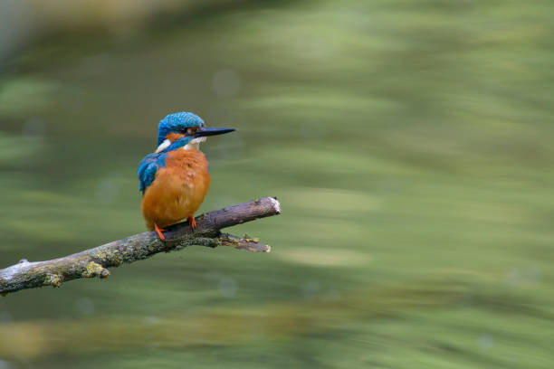 istock Common kingfisher (Alcedo atthis) male sitting on a branch 840866604