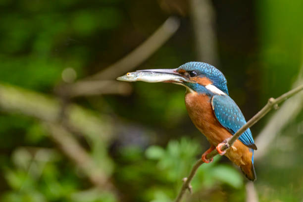 istock Kingfisher female holding a small fish in her beak 840866784