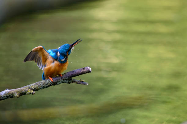istock Common kingfisher (Alcedo atthis) male sitting on a branch 840866906